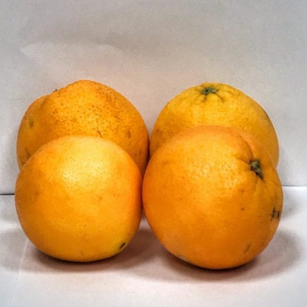 Naranjas de Castellón, variedad Navelate; directamente desde el campo a tu casa