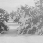 Camins coberts de neu de la gelà de 1956.