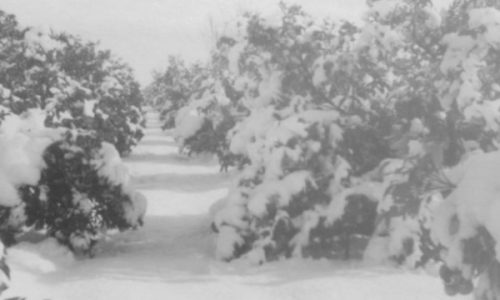 Camins coberts de neu de la gelà de 1956.