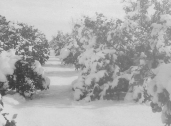 Camins coberts de neu de la gelà de 1956.